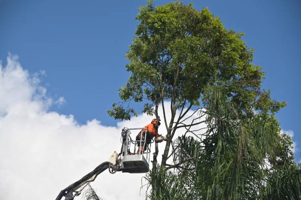 How Our Tree Care Process Works  in  Wilmington Manor, DE